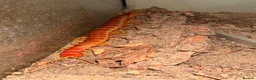 Centipedes invertebrates for sale: Young Darwin’s Goliath Centipede - Advert 2