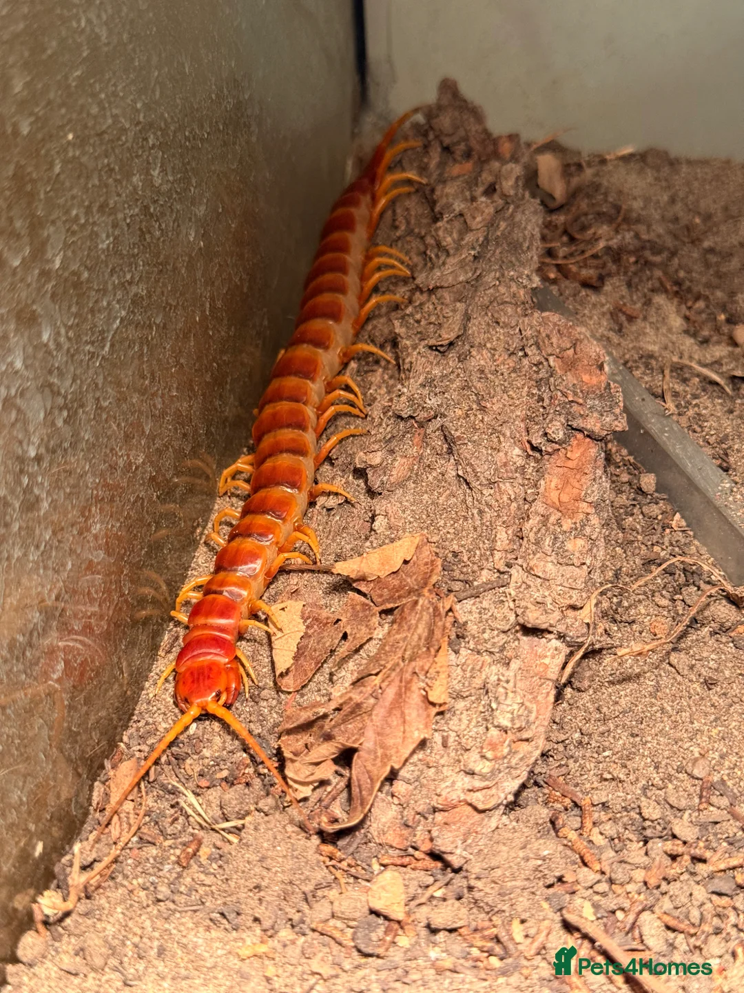 Centipedes invertebrates for sale: Young Darwin’s Goliath Centipede - Advert 2