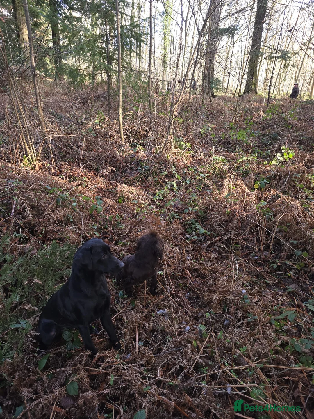 Labrador Retriever dogs for sale: Stunning KC Black and Red Labrador Puppies  - Advert 13