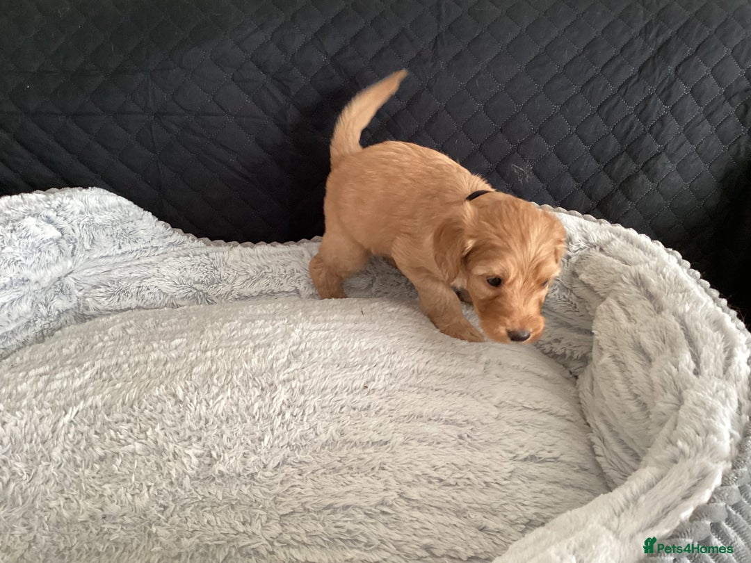 Mixed Breed dogs for sale: One gorgeous boy and girl left  - Advert 20