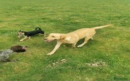 Labrador Retriever dogs for sale: KC Labrador Puppies – Ready 23rd August 🐾 - Image 21