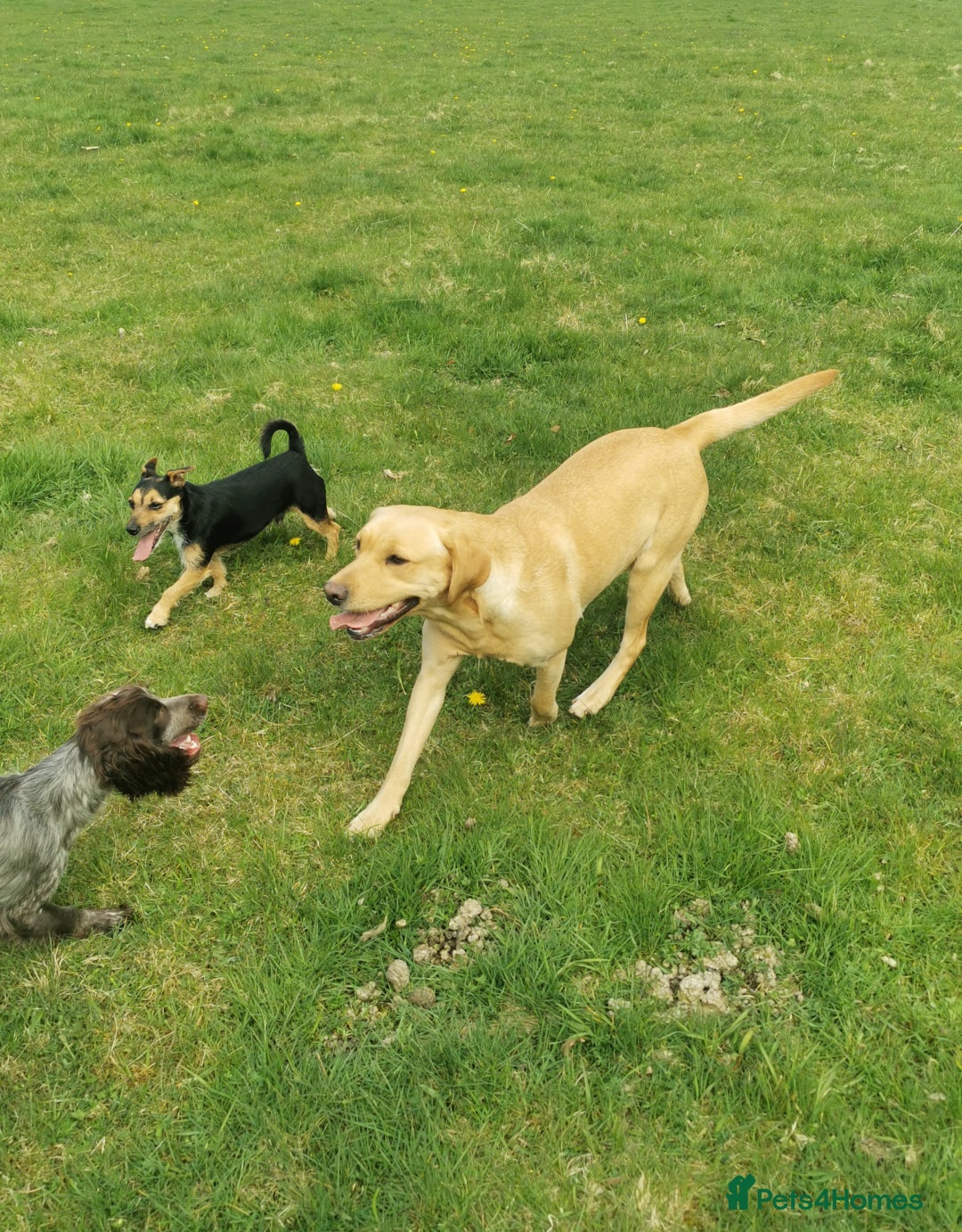 Labrador Retriever dogs for sale: KC Labrador Puppies – Ready 23rd August 🐾 - Image 21