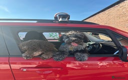 Miniature Poodle dogs for stud: Miniature Merle Poodle STUD  - Image 6