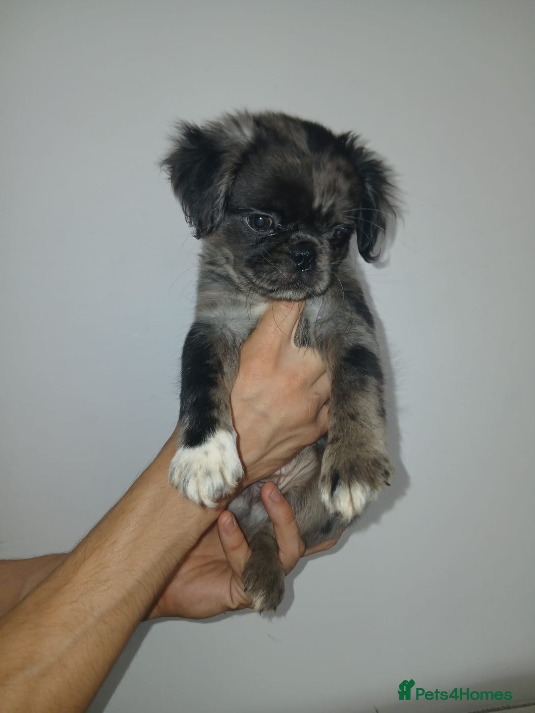 Pug dogs for sale: Pug puppies fluffy ready to leave  in Hemel Hempstead - Image 5