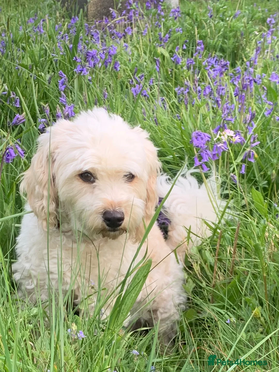 Cavapoo dogs for sale: Cavapoo  - Advert 1