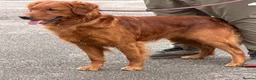 Golden Retriever dogs for sale: Outstanding litter of beautiful health tested pups - Advert 10