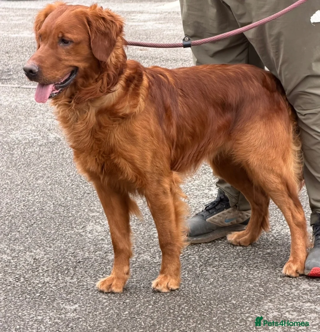 Golden Retriever dogs for sale: Outstanding litter of beautiful health tested pups - Advert 10