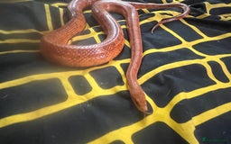 Python Snake reptiles for sale: Snakes w/ full setup - Image 4