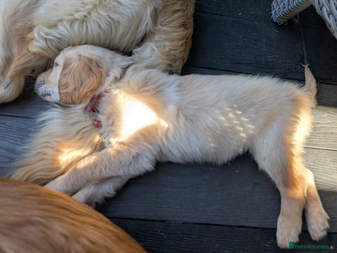 Golden Retriever dogs for sale: Kennel Club Reg Golden Retriever Puppies - Image 37