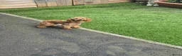 Maltipoo dogs for sale: F1B Maltipoo Rare Colours DNA Tested  - Advert 20