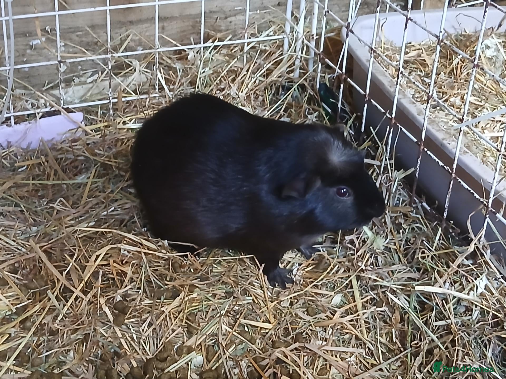 Guinea Pig rodents Baby boy Guinea Pigs for sale (REDUCED) - Advert 2