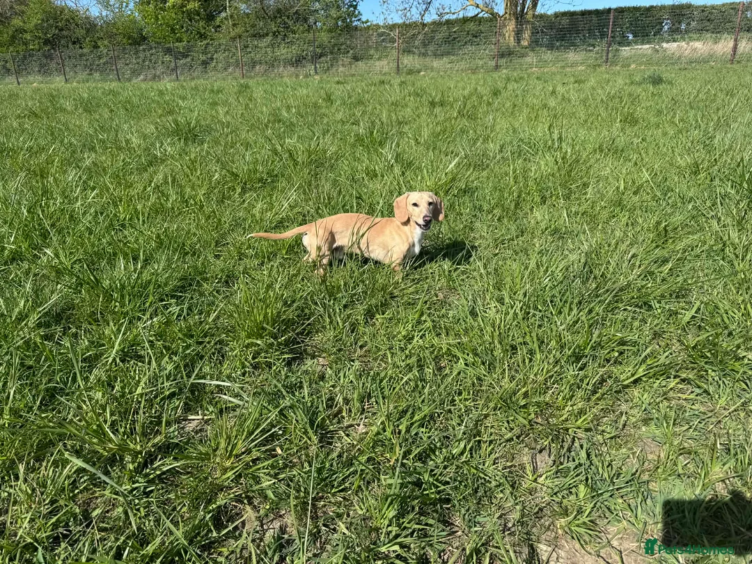 Miniature Dachshund dogs for stud: Smooth Coated Cream Stud carries Long haired B & T - Advert 2