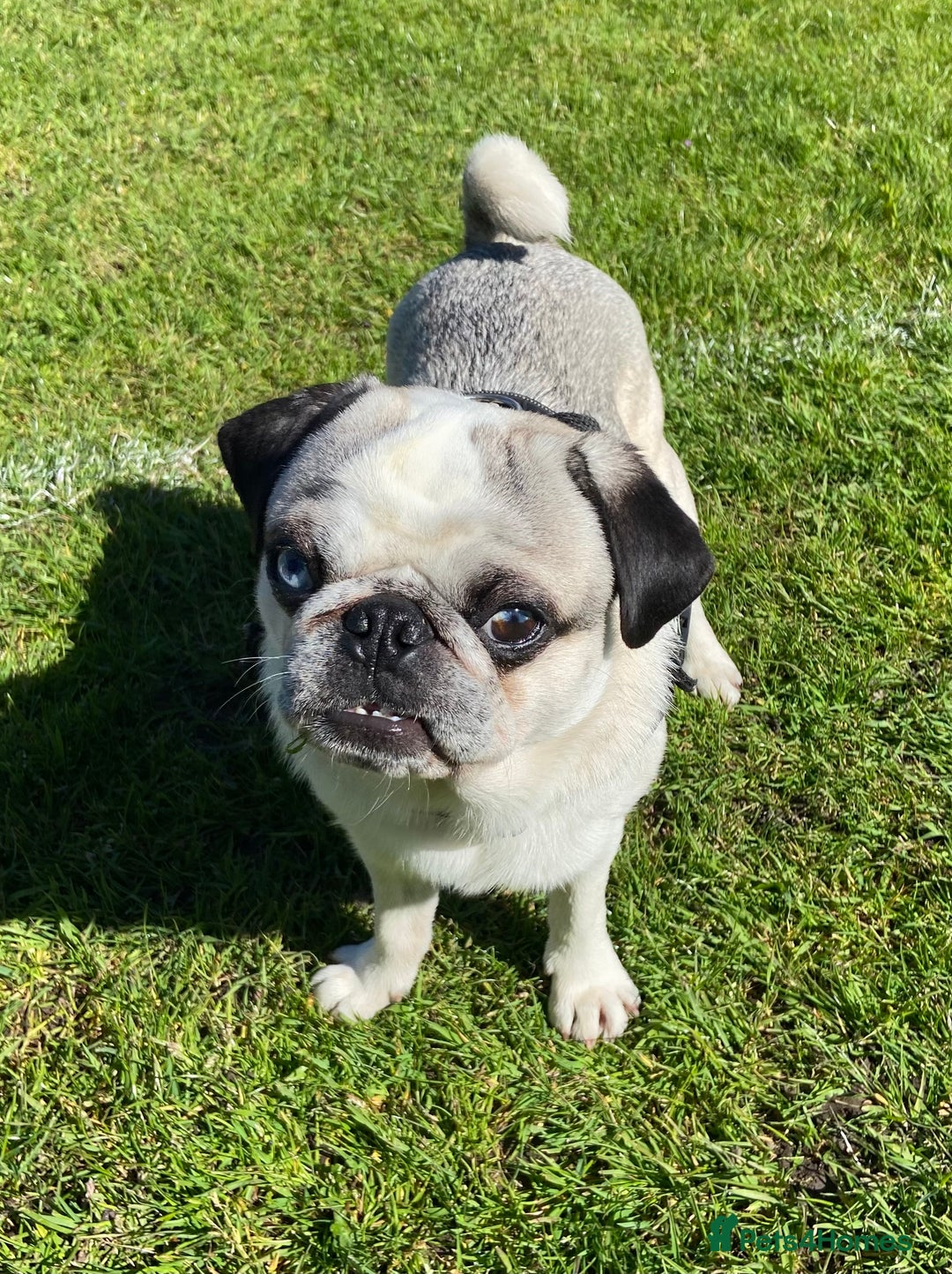 Pug dogs for sale: Beautiful 2year old panda pug - Image 8
