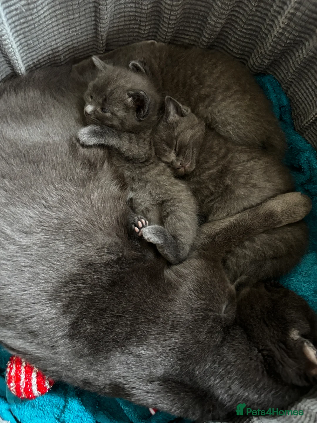 Mixed Breed cats for sale: Russian blue X Ragdoll - Advert 1