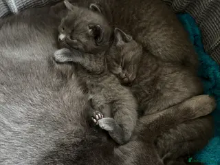 Mixed Breed cats Russian blue X Ragdoll - Advert 1