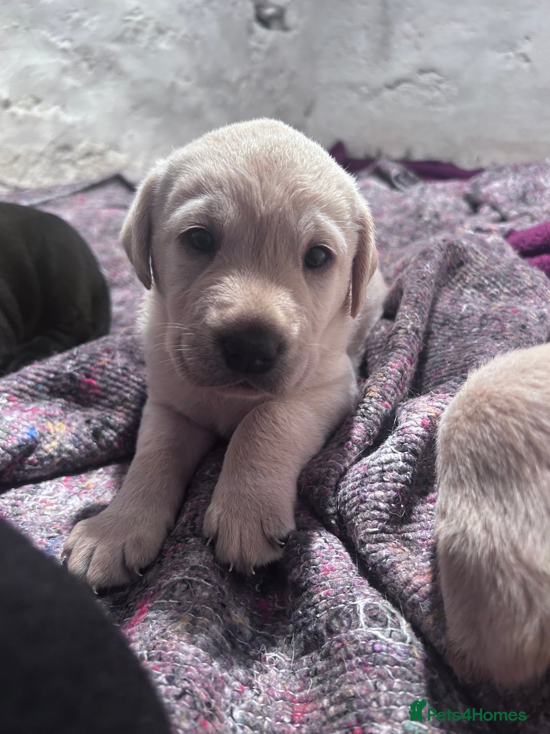 Labrador Retriever dogs for sale: Beautiful KC Reg Lab Pups - Advert 8