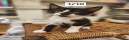 Bombay cats for sale: Bombay X Siberian kittens - Advert 7