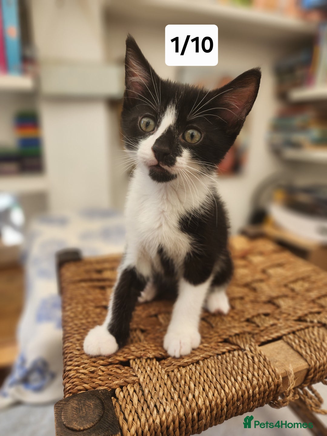 Bombay cats for sale: Bombay X Siberian kittens - Image 7