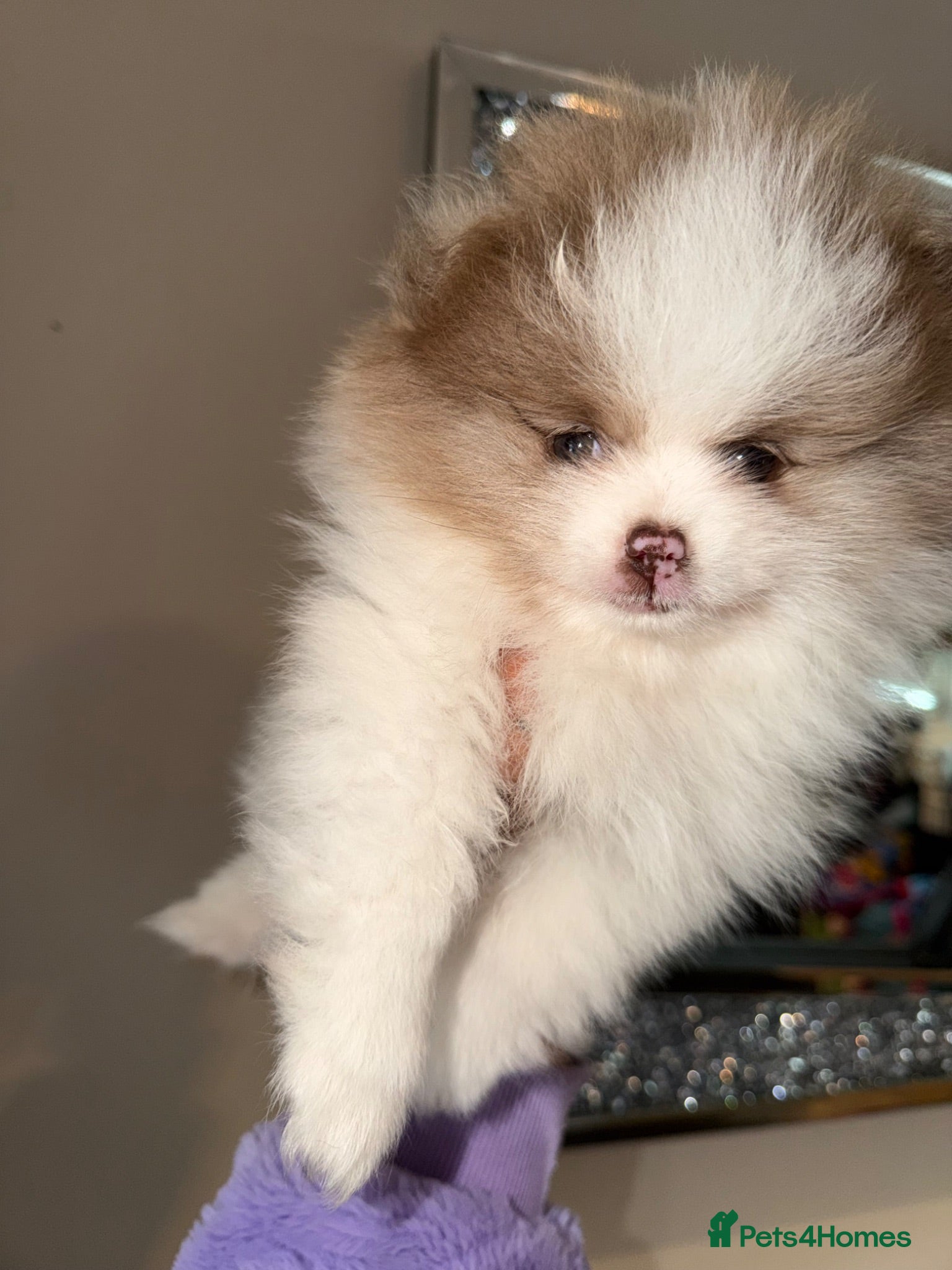 Pomeranian dogs Lilac & White Small Boy - Advert 8