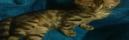 Mixed Breed cats for sale: Beautiful Part Bengal Kittens  - Advert 39