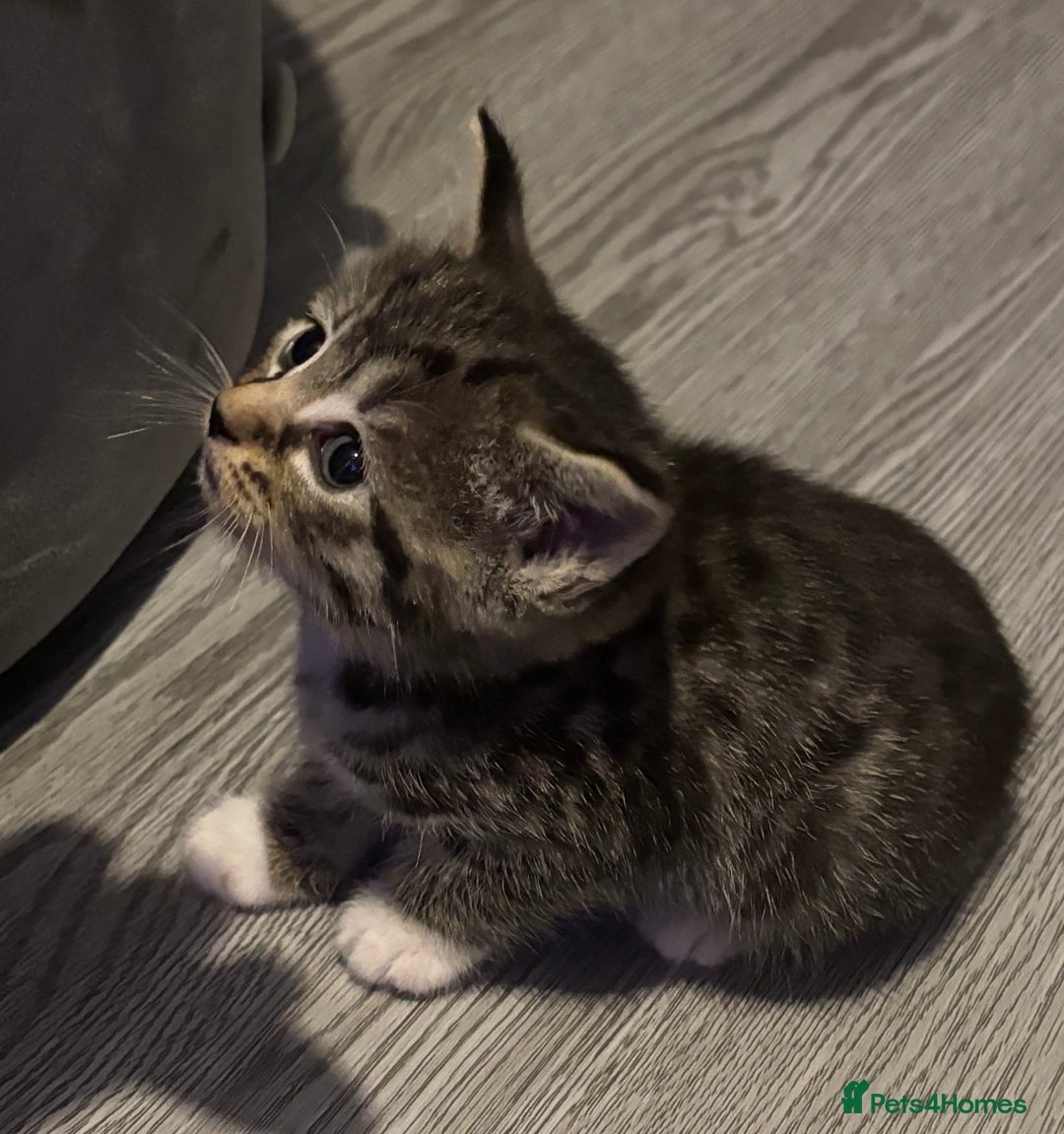 Domestic Shorthair cats for sale: Blue/Brown/Black Tabbies (DSH) - Image 3
