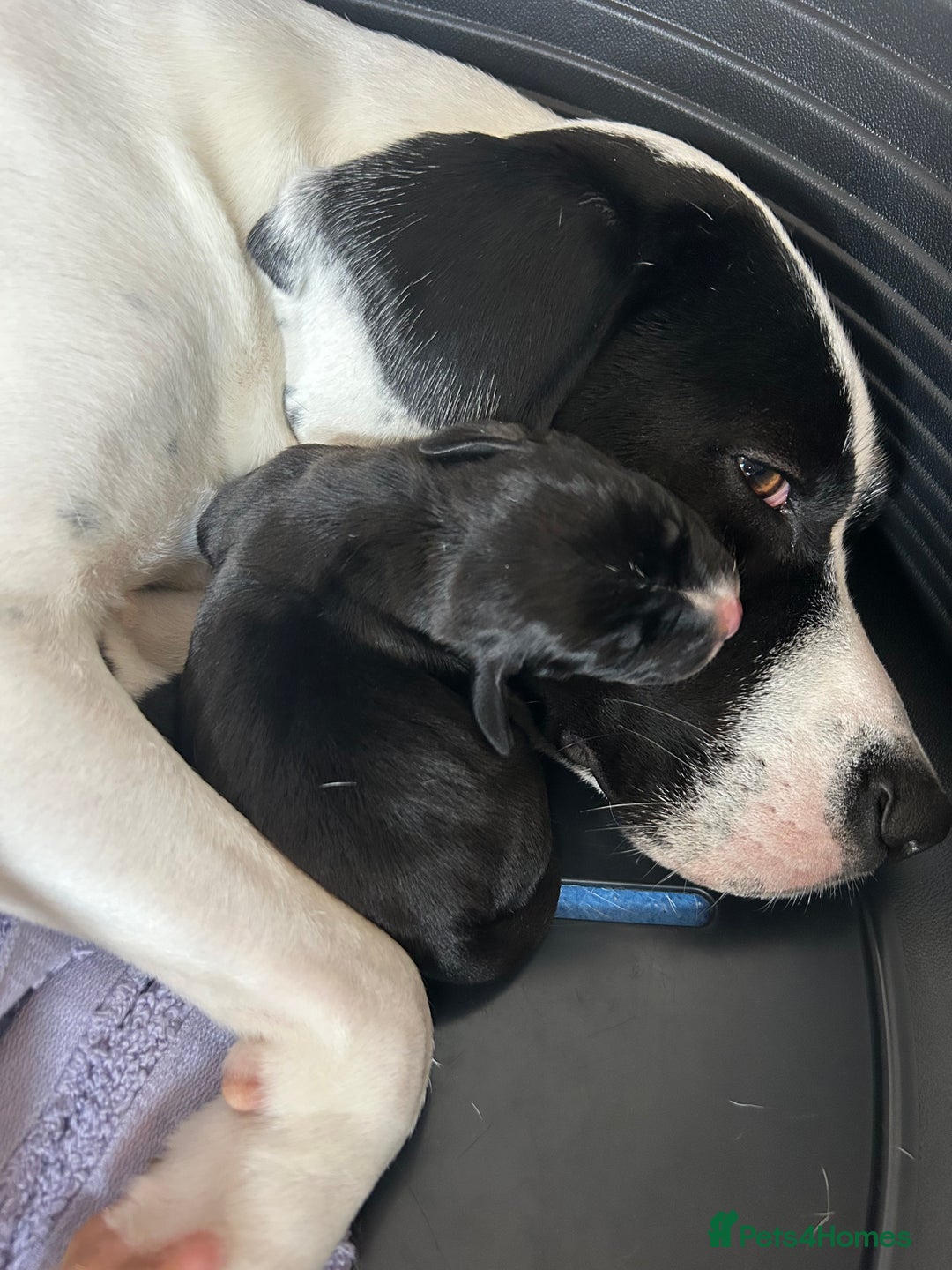 Mixed Breed dogs for sale: Mix breed puppies - Image 7