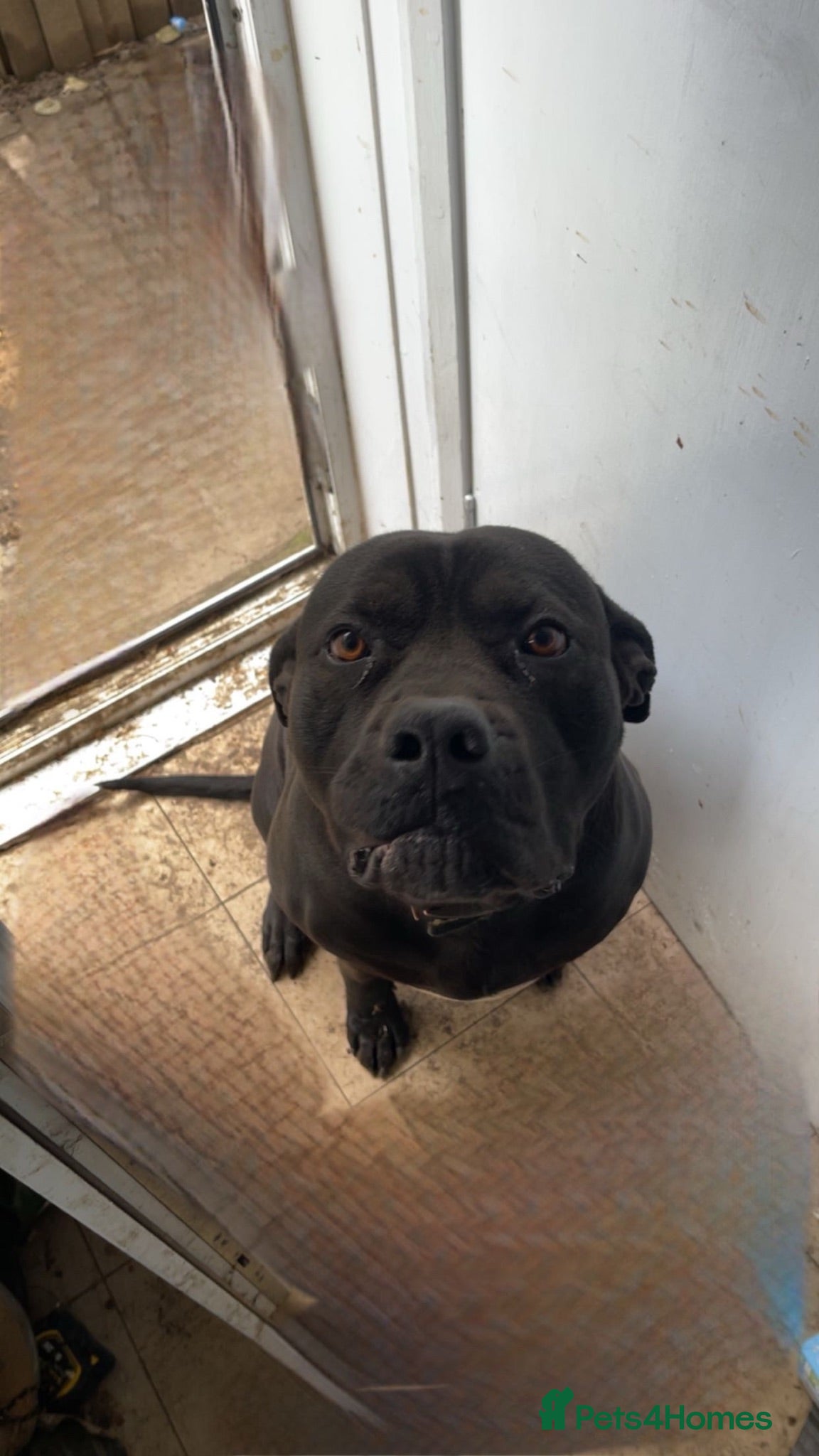 Cane Corso dogs Cane corso for free! - Advert 1