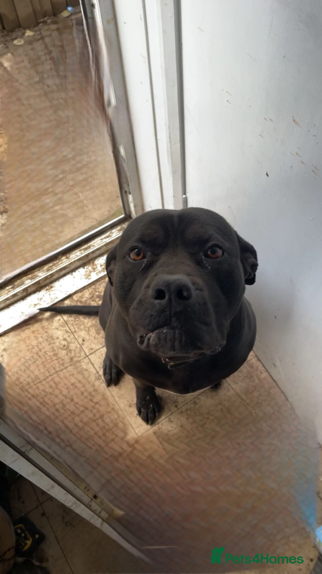 Cane Corso dogs for sale: Cane corso for free! - Advert 1