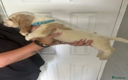 Basset Hound dogs for sale: Lemon and white basset pups - Image 10