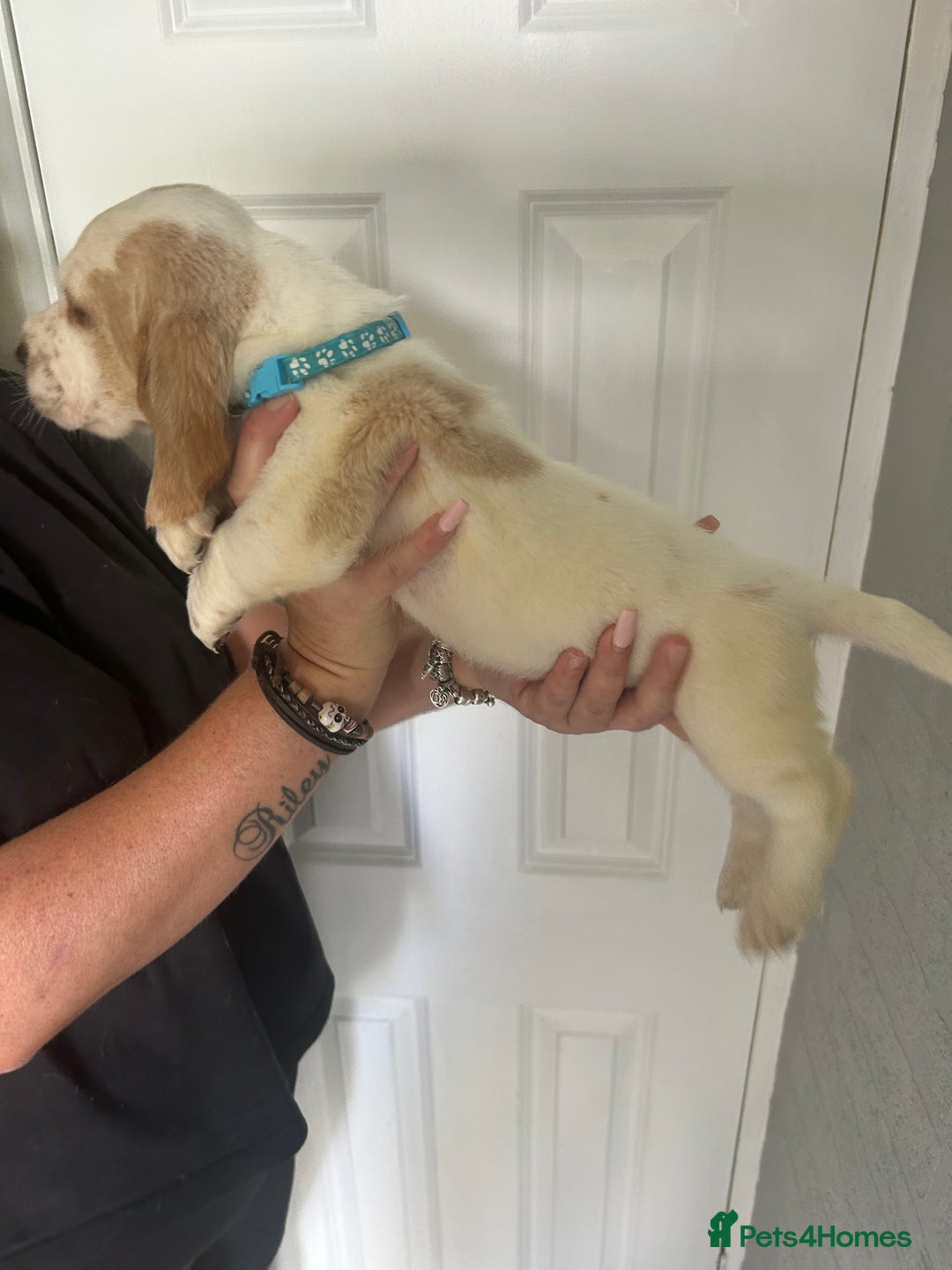 Basset Hound dogs for sale: Lemon and white basset pups - Image 10