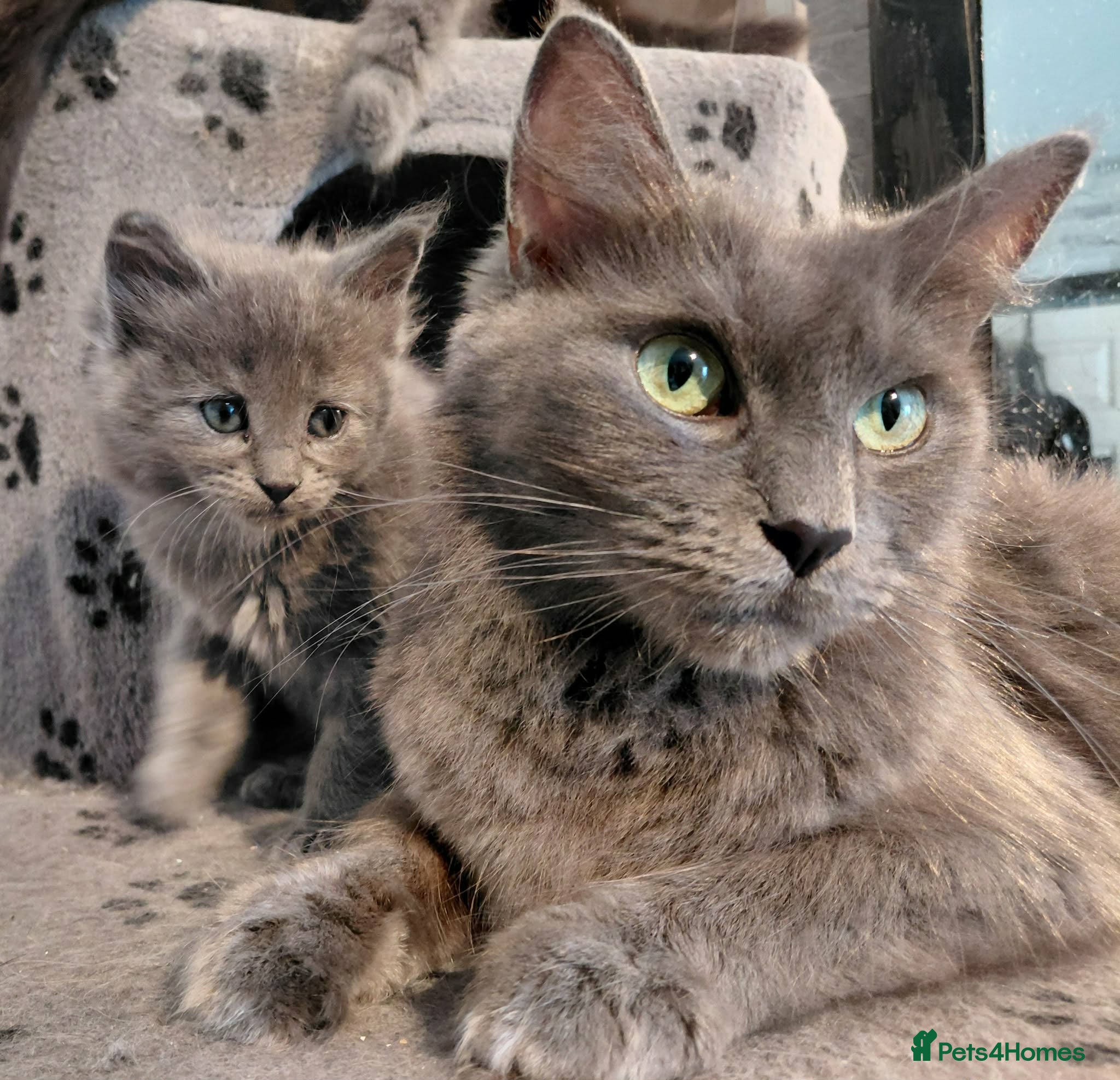 Maine Coon cats maine coon kittens beautiful kittens  - Advert 1
