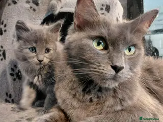 Maine Coon cats maine coon kittens beautiful kittens - Advert 14