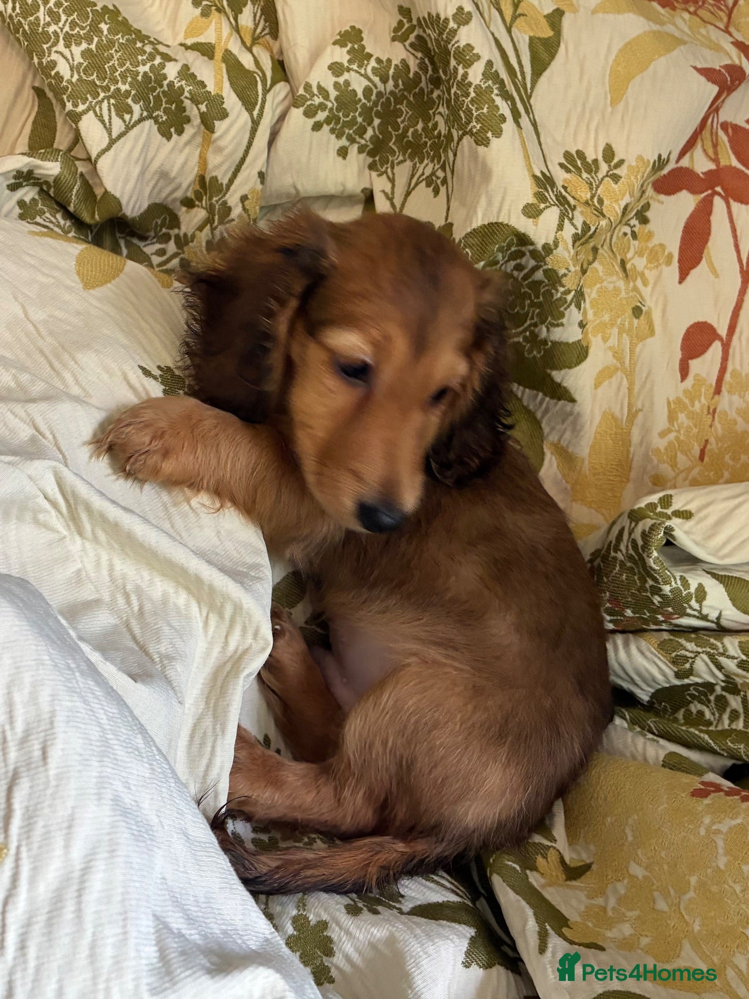 Miniature Dachshund dogs GORGEOUS KC reg PRA CLEAR MINI DACHSHUND PUPPIES - Advert 2