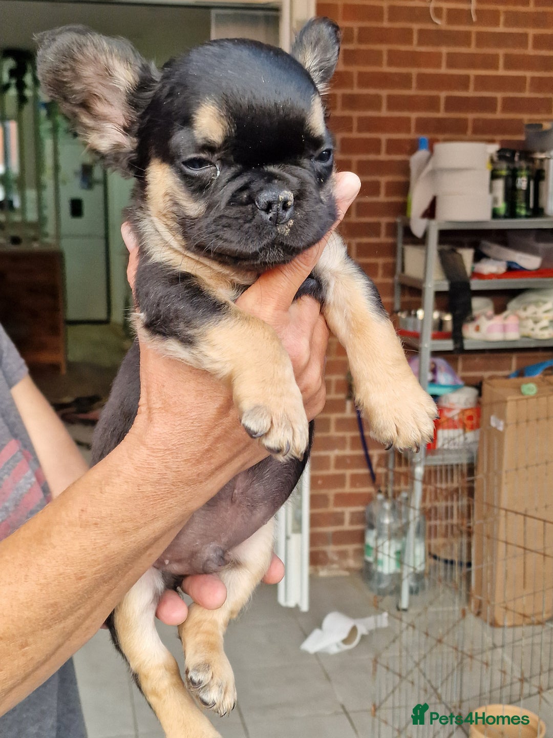 French Bulldog dogs for sale: Reduced! KC Fluffy  French Bulldog READY TO GO! - Image 15