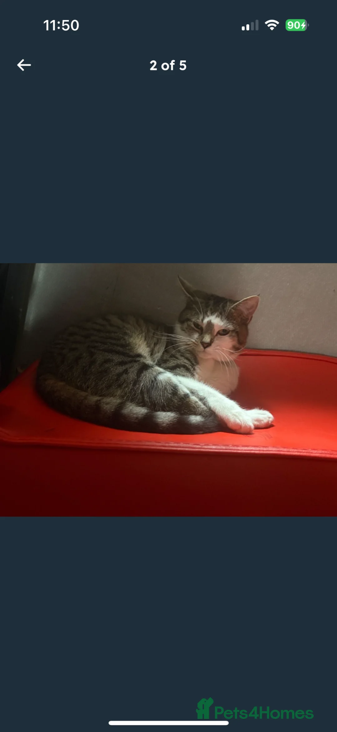 Mixed Breed cats for sale: Male mixed bread  - Advert 2