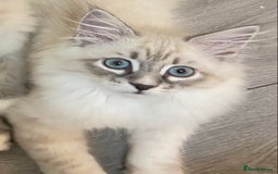 Siberian cats for sale: Siberian kittens   Neva Masquerade White - Image 6