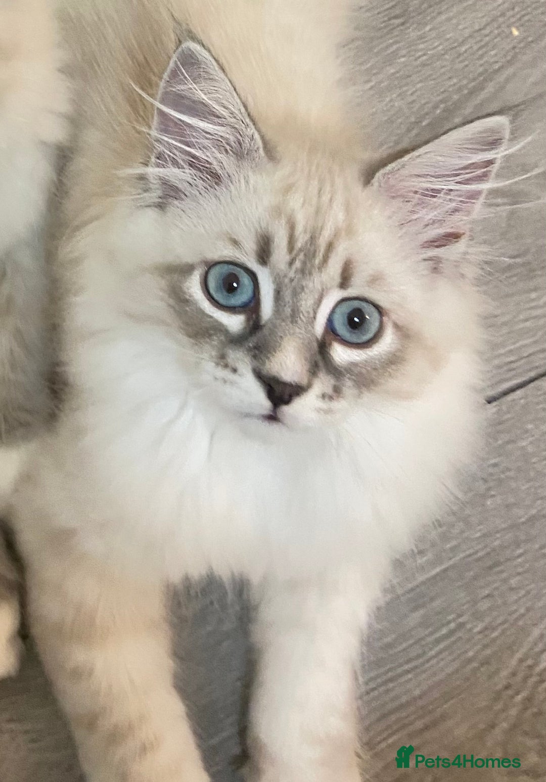 Siberian cats for sale: Siberian kittens   Neva Masquerade White - Image 6
