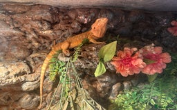 Bearded Dragon reptiles for sale: One year-old female bearded dragon - Image 7