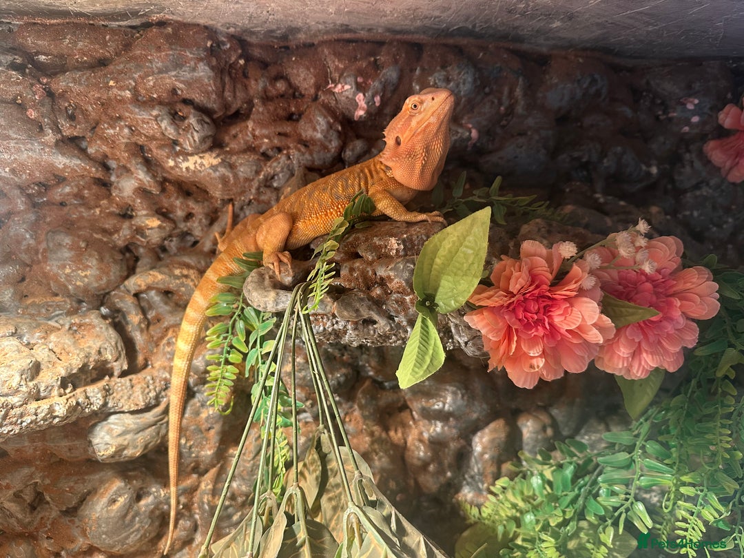 Bearded Dragon reptiles for sale: One year-old female bearded dragon - Image 7