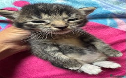Persian cats for sale: ADORABLE FLUFFY LOVABLE PERSIAN KITTENS - Image 2