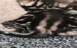 Mixed Breed cats for sale: 5 Bengal x Kittens–Glitter Coats,Beautiful Colours - Advert 26