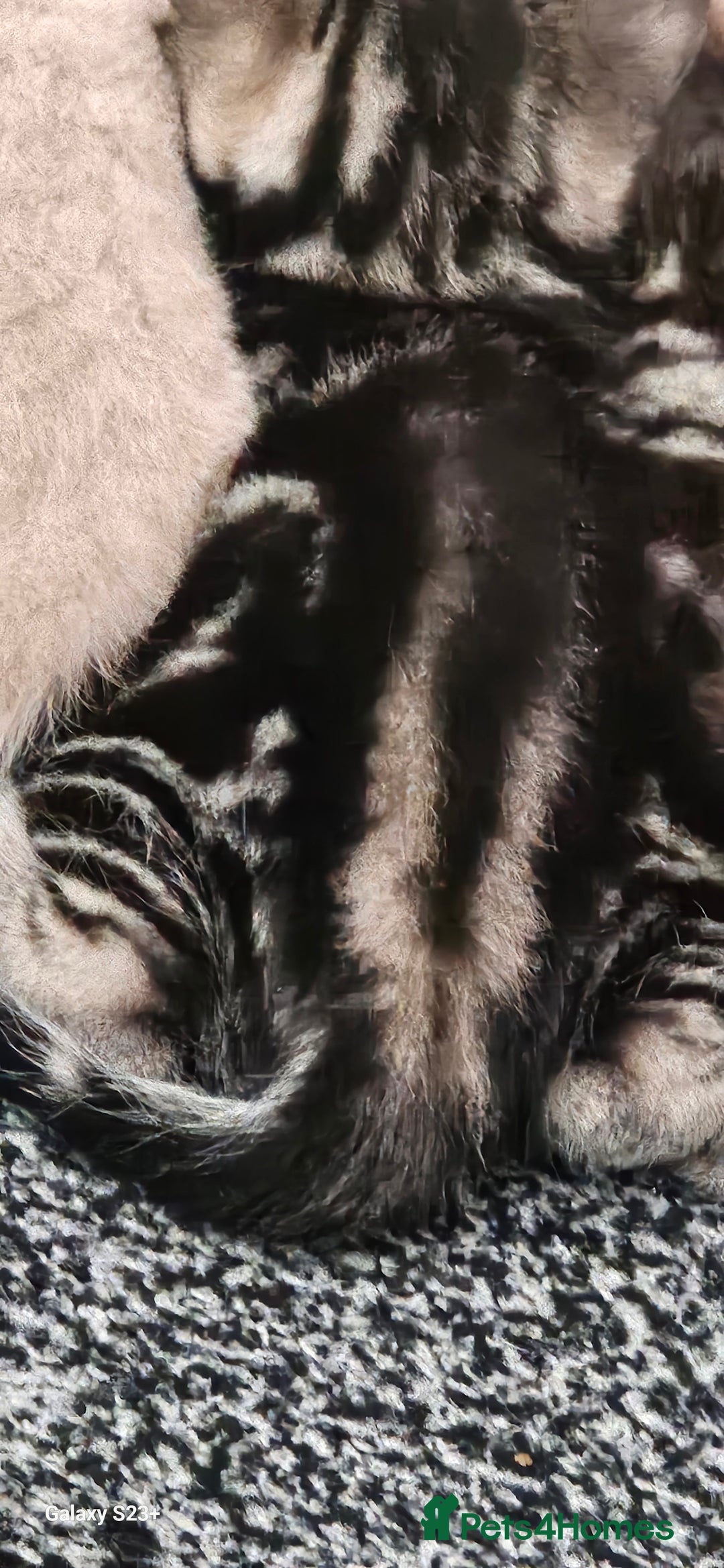 Mixed Breed cats for sale: 5 Bengal x Kittens–Glitter Coats,Beautiful Colours - Advert 26