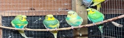 Budgerigars birds for sale: Beautiful Budgies for sale - Advert 6
