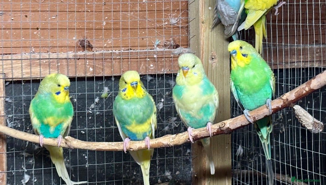 Budgerigars birds for sale: Beautiful Budgies for sale - Advert 6