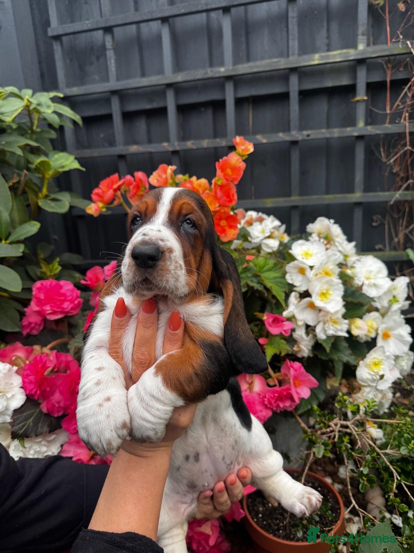 Basset Hound dogs QUALITY KC LITTER OF BASSET PUPPYS - Advert 8