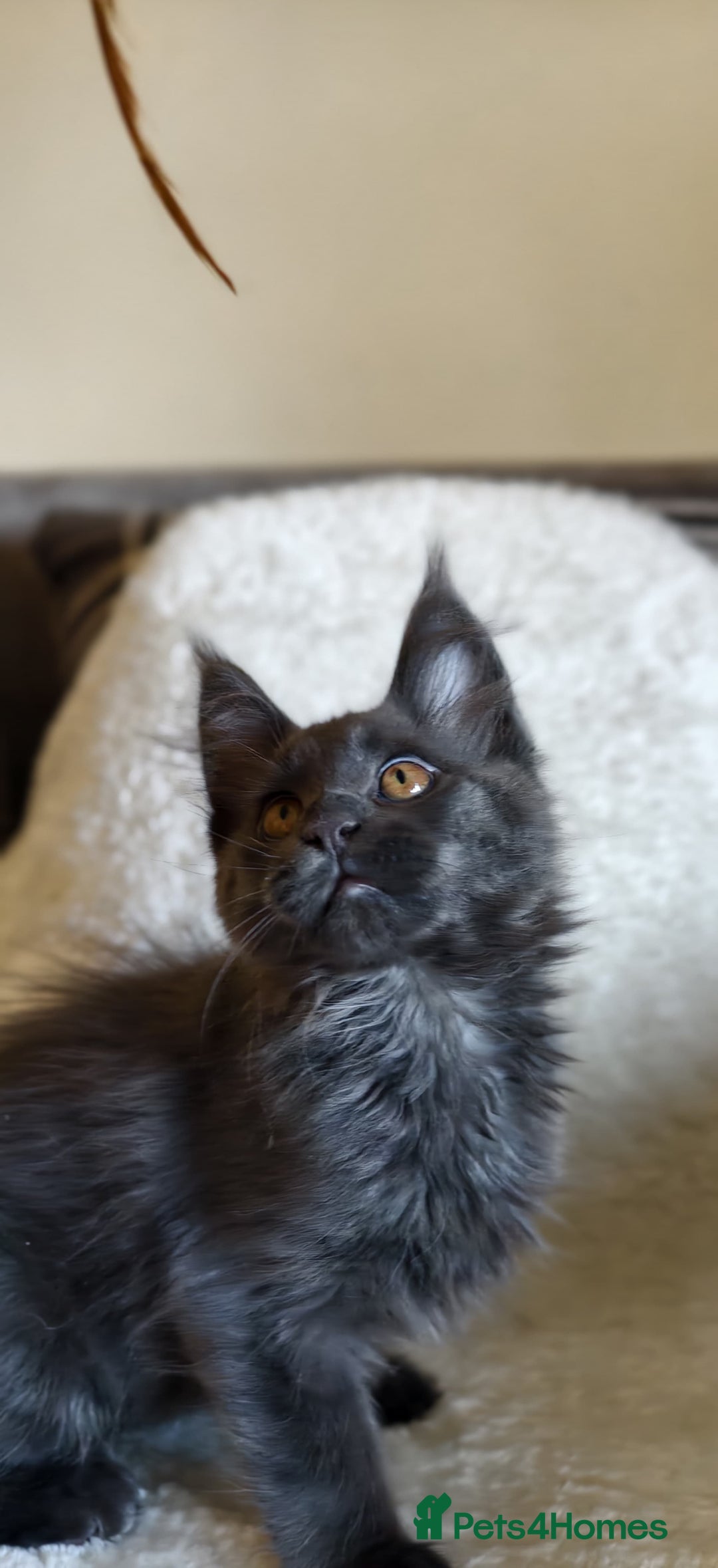 Maine Coon cats for sale: 25% OFF PURE MAINE COONS FROM CHAMPION BLOODLINE! - Image 10