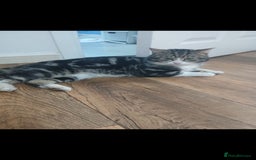Mixed Breed cats for sale: 6 beautiful kittens - Image 19