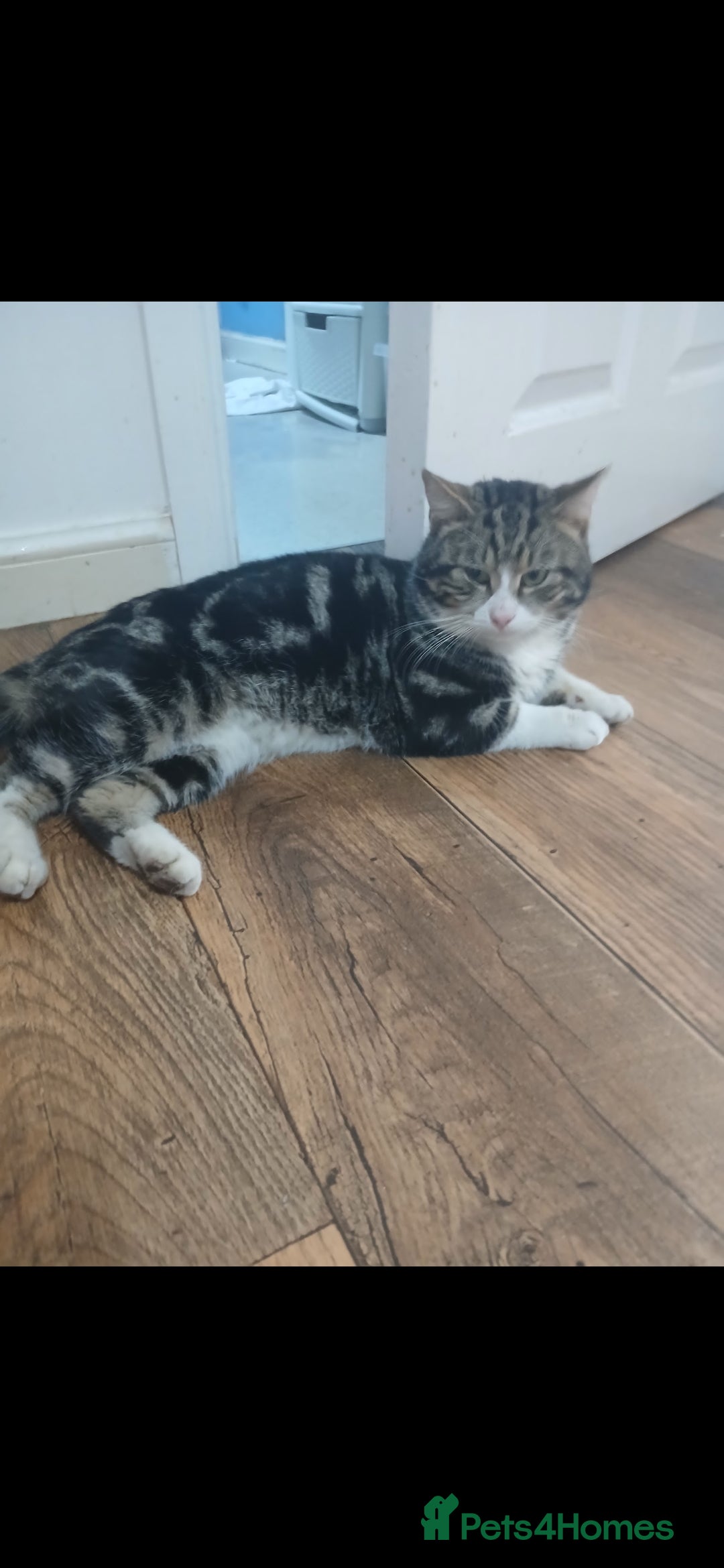 Mixed Breed cats for sale: 6 beautiful kittens - Image 19