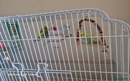 Budgerigars birds for sale: Budgerigars - Image 2
