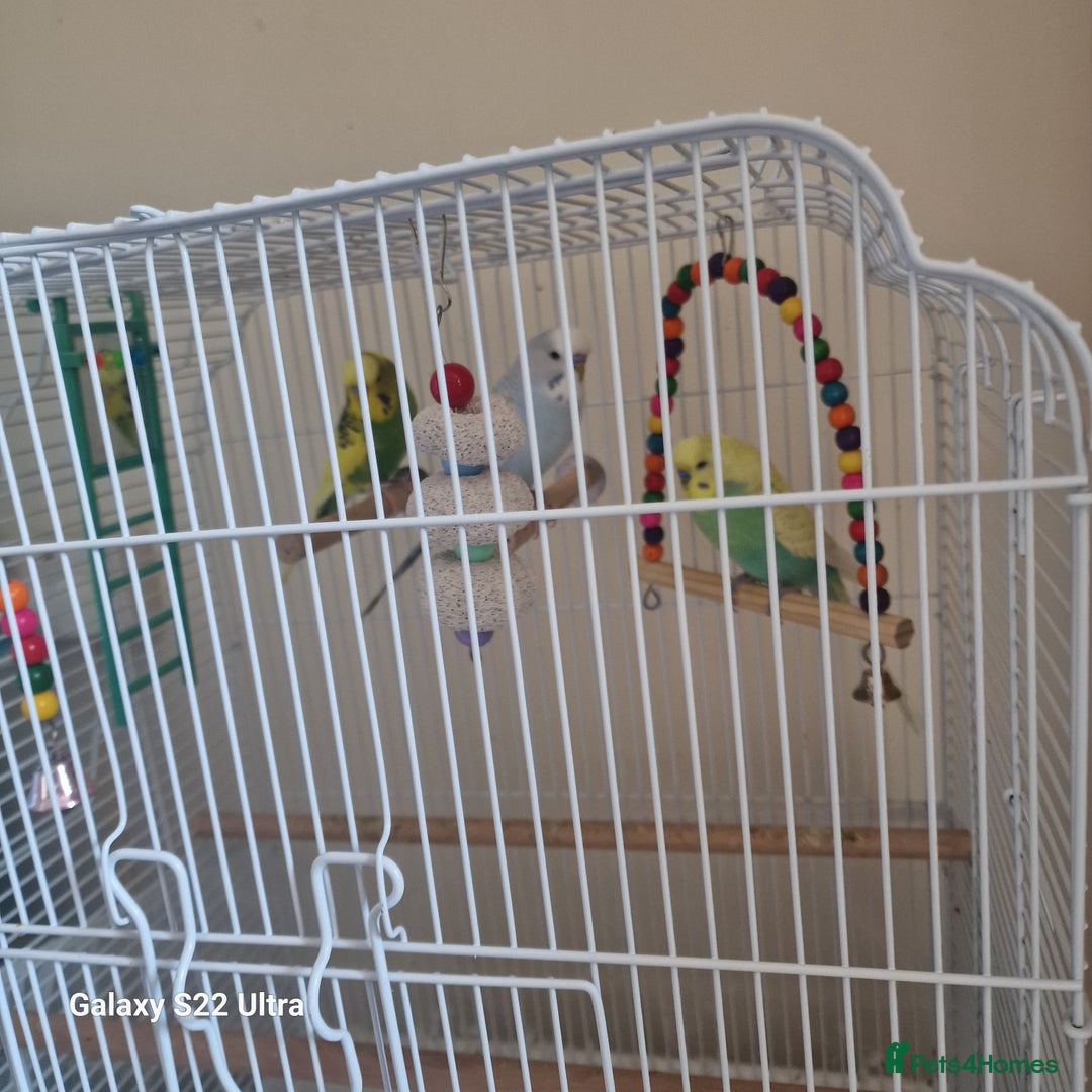 Budgerigars birds for sale: Budgerigars - Image 2